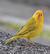 Yellowcanary1104