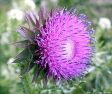 Poullina1